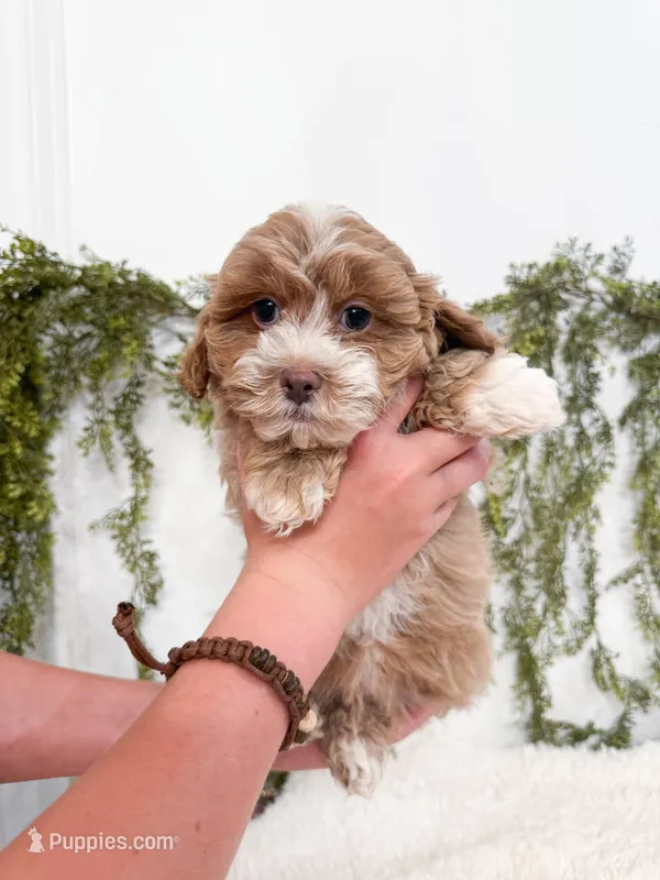 Drake – Shihpoo, Poodle - Miniature  puppy on hold in Mobile, AL