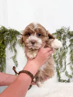 Drake, a male Shihpoo and Poodle - Miniature  for sale in Mobile, AL – 1 of 7
