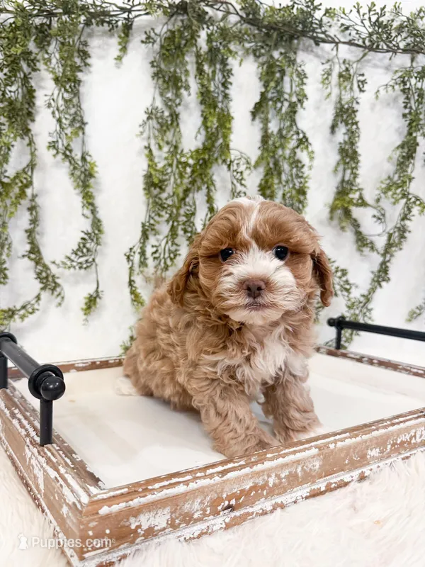 Drake – Shihpoo, Poodle - Miniature  puppy for sale in Mobile, AL