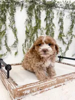 Drake, a male Shihpoo and Poodle - Miniature  for sale in Mobile, AL – 2 of 7