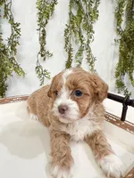 Drake, a male Shihpoo and Poodle - Miniature  for sale in Mobile, AL – Photo 3 of 5