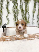 Drake, a male Shihpoo for sale in Mobile, AL – Photo 2 of 2