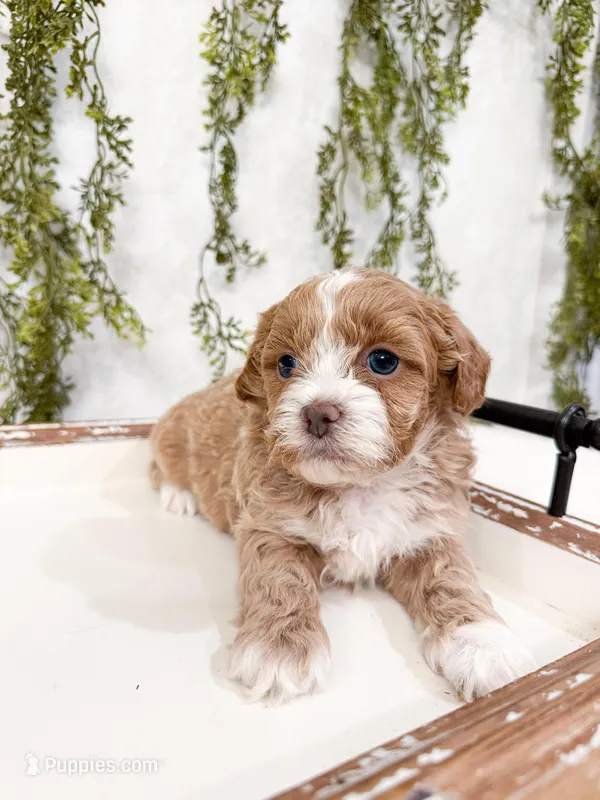 Drake – Shihpoo, Poodle - Miniature  puppy for sale in Mobile, AL