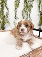Drake, a male Shihpoo and Poodle - Miniature  for sale in Mobile, AL – Photo 1 of 5