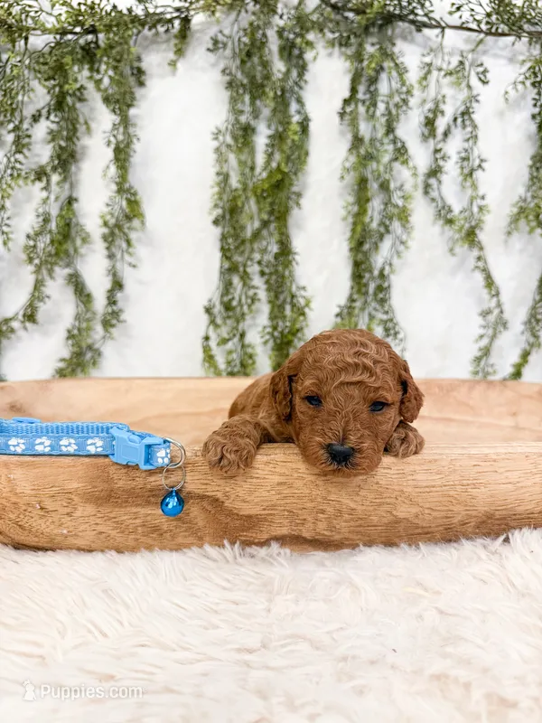 Elderberry – Poodle - Miniature , Miniature Goldendoodle puppy for sale in Mobile, AL