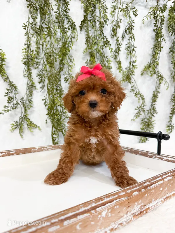 Daisy – Cavapoo puppy for sale in Mobile, AL