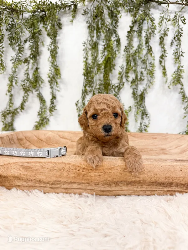 Biscuit – Poodle - Miniature  puppy for sale in Mobile, AL