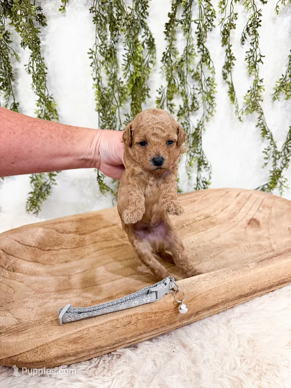 Biscuit – Poodle - Miniature  puppy for sale in Mobile, AL