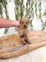 Biscuit, a male Poodle - Miniature  for sale in Mobile, AL – 1 of 1