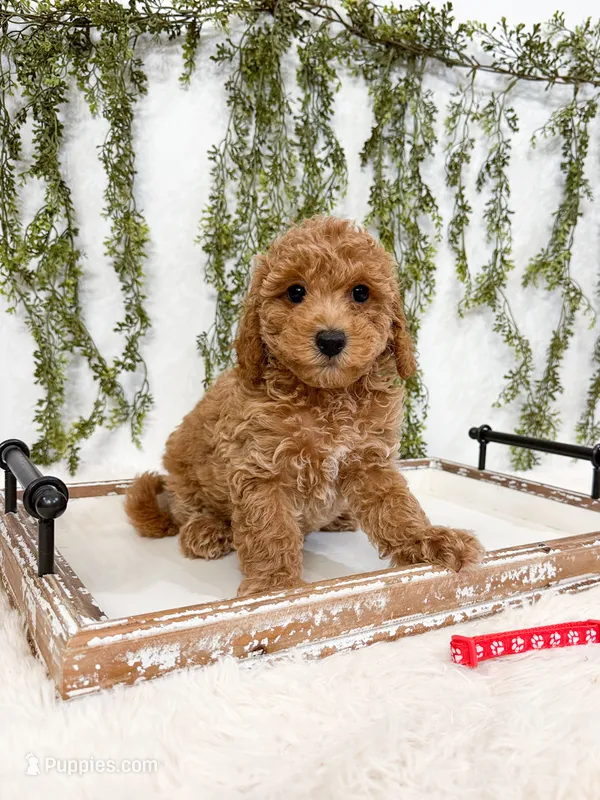 Melon – Poodle - Miniature , Miniature Goldendoodle puppy for sale in Mobile, AL