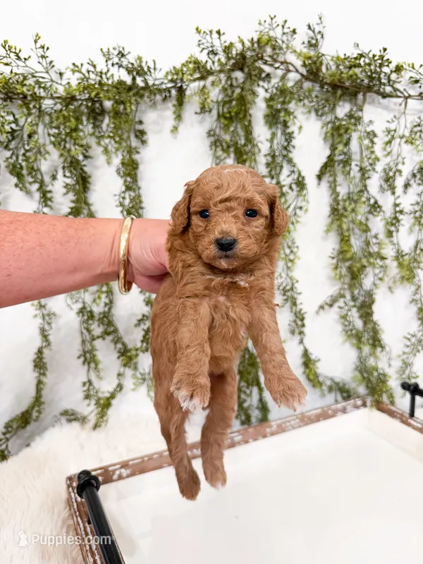 Goldie – Poodle - Miniature , Miniature Goldendoodle puppy for sale in Mobile, AL