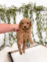 Goldie, a female Poodle - Miniature  and Miniature Goldendoodle for sale in Mobile, AL – 4 of 5