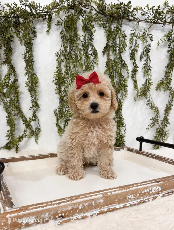 Clementine – Poodle - Miniature , Miniature Goldendoodle puppy for sale in Mobile, AL