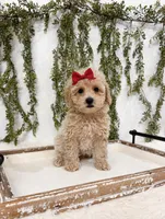 Clementine, a female Poodle - Miniature  and Miniature Goldendoodle for sale in Mobile, AL – 1 of 2