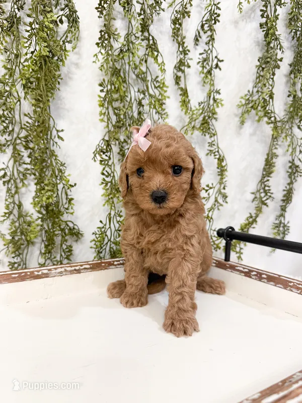 Toffee – Poodle - Miniature  puppy for sale in Mobile, AL
