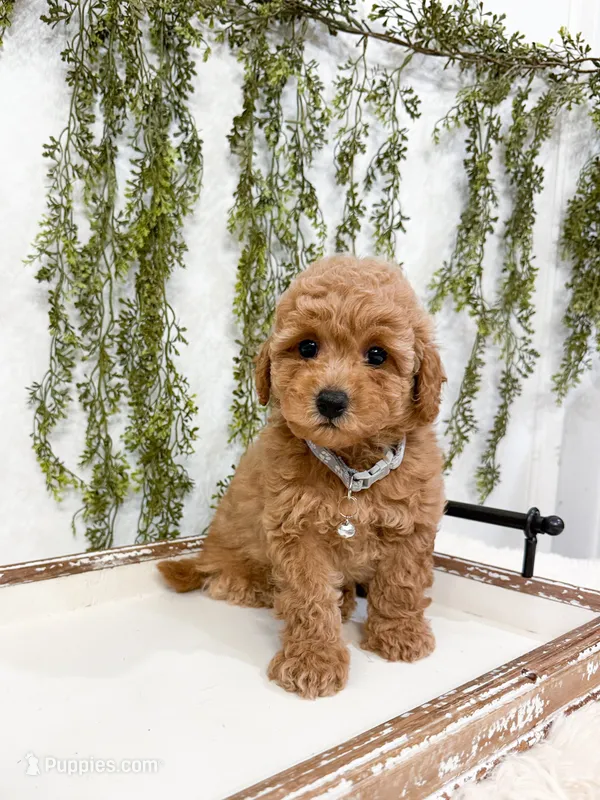 Biscuit – Poodle - Miniature  puppy for sale in Mobile, AL