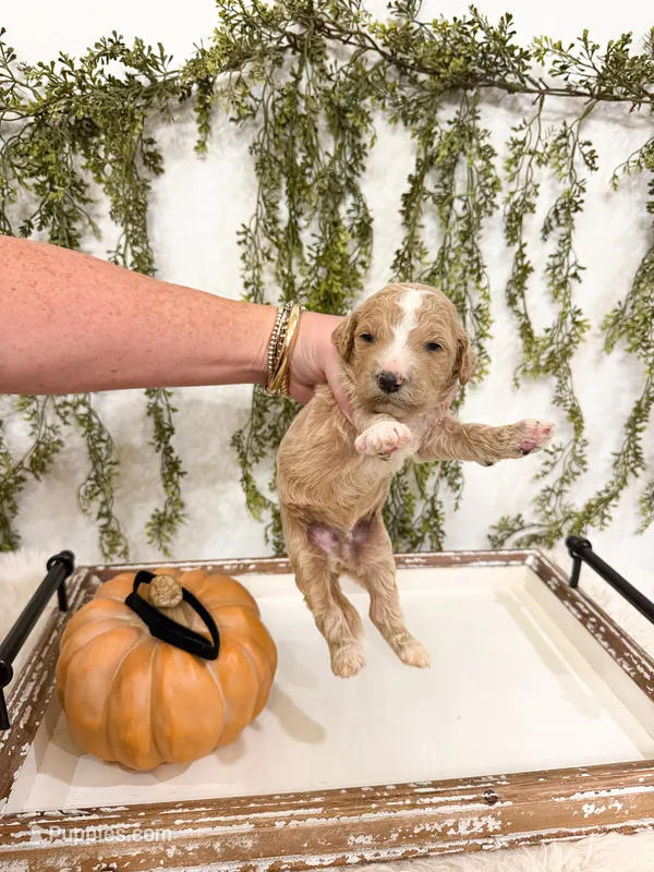 Ember  – Goldendoodle puppy for sale in Mobile, AL