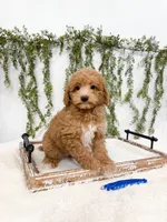 Bear, a male Poodle - Miniature  and Miniature Goldendoodle for sale in Mobile, AL – 1 of 5