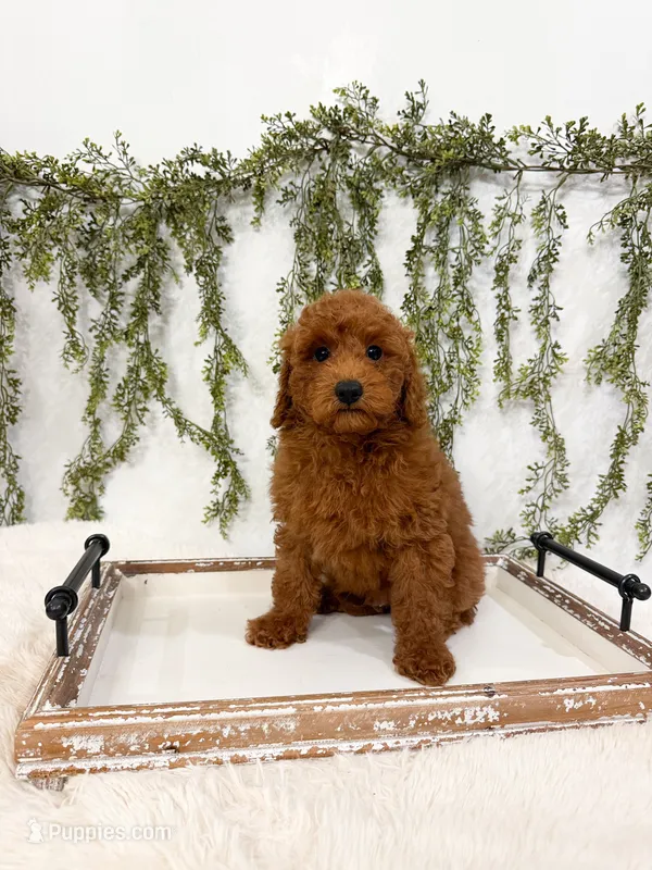 S’mores – Poodle - Miniature  puppy for sale in Mobile, AL