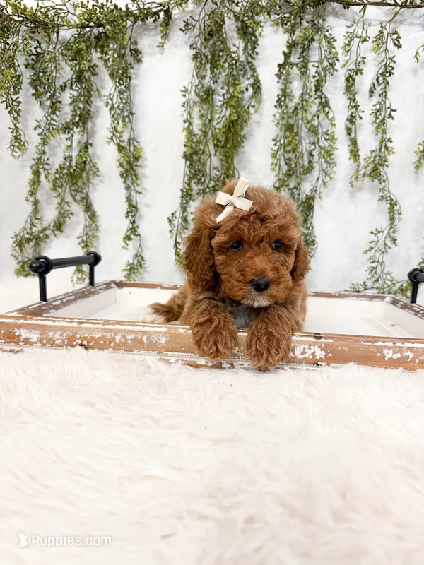 Strawberry – Poodle - Miniature , Miniature Goldendoodle puppy for sale in Mobile, AL