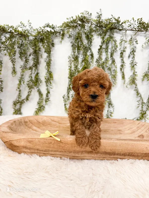 Blackberry  – Poodle - Miniature , Miniature Goldendoodle puppy on hold in Mobile, AL