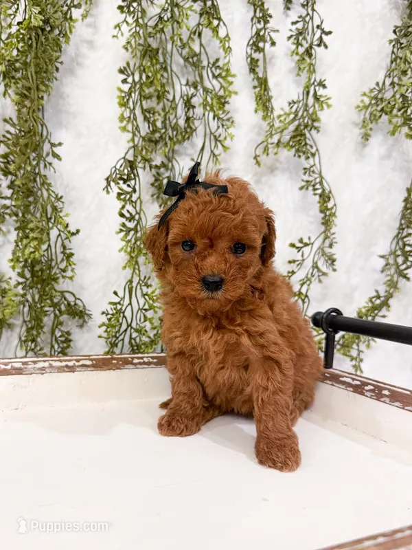 Maple – Poodle - Miniature  puppy for sale in Mobile, AL