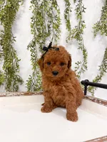 Maple, a female Poodle - Miniature  for sale in Mobile, AL – 3 of 5