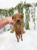Cherry, a female Poodle - Miniature  and Miniature Goldendoodle for sale in Mobile, AL – 2 of 2