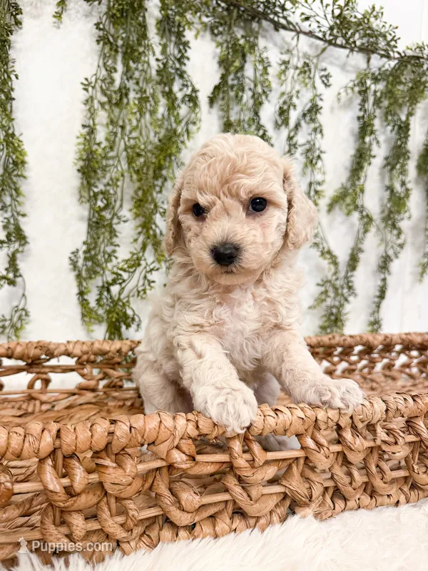 Coconut  – Poodle - Miniature , Miniature Goldendoodle puppy for sale in Mobile, AL
