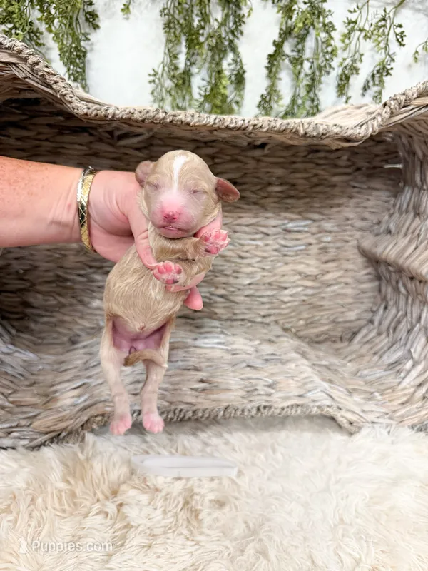 Cider – Goldendoodle puppy on hold in Mobile, AL