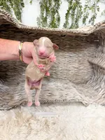 Cider, a female Goldendoodle for sale in Mobile, AL – 1 of 1
