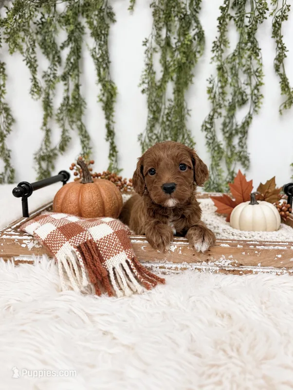 Patches – Cavapoo puppy for sale in Mobile, AL
