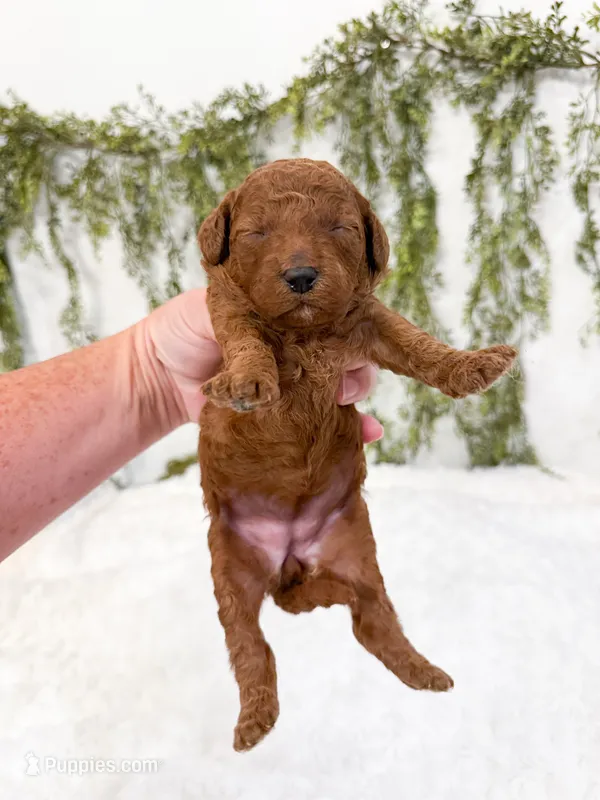 Blueberry  – Poodle - Miniature , Miniature Goldendoodle puppy for sale in Mobile, AL