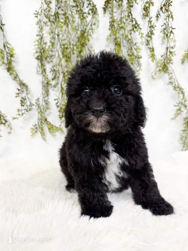 Pepper – Poodle - Miniature , Miniature Goldendoodle puppy for sale in Mobile, AL