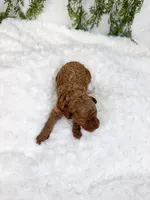 Strawberry, a female Poodle - Miniature  and Miniature Goldendoodle for sale in Mobile, AL – 3 of 3