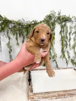 Comet, a male Goldendoodle for sale in Mobile, AL – 1 of 2