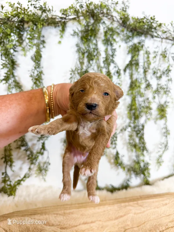 Bear – Poodle - Miniature , Miniature Goldendoodle puppy for sale in Mobile, AL