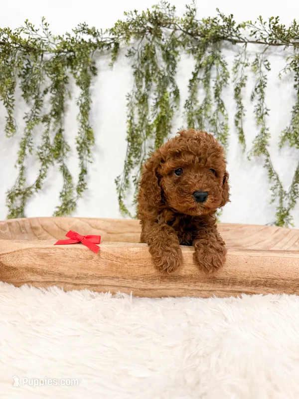 Blueberry  – Poodle - Miniature , Miniature Goldendoodle puppy for sale in Mobile, AL