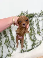 Leo, a male Cavapoo for sale in Mobile, AL – 4 of 4