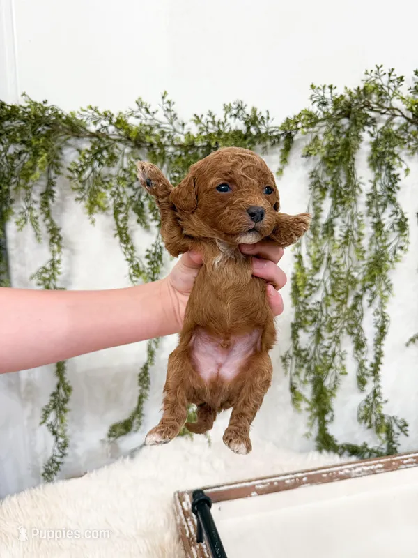 Leo – Cavapoo puppy for sale in Mobile, AL