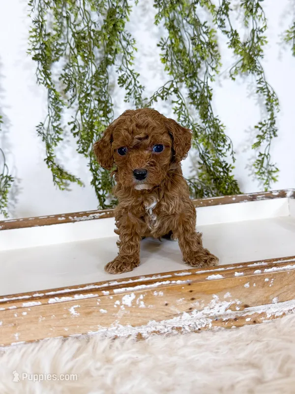 Leo – Cavapoo puppy for sale in Mobile, AL