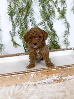 Leo, a male Cavapoo for sale in Mobile, AL – 2 of 4