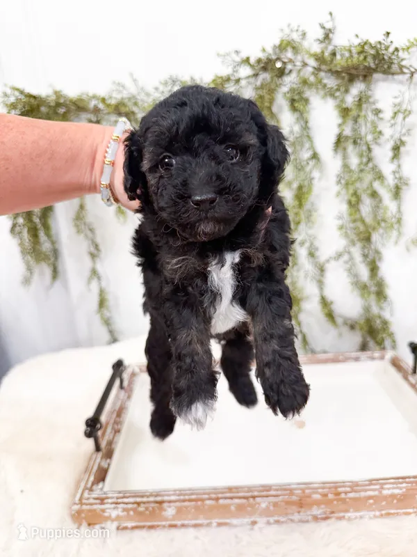 Pepper – Poodle - Miniature , Miniature Goldendoodle puppy for sale in Mobile, AL