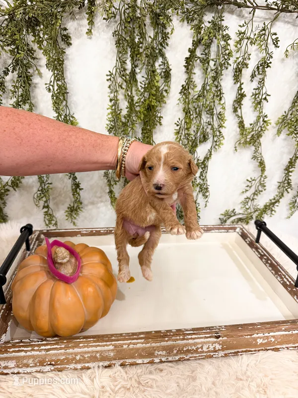 Spice – Goldendoodle puppy for sale in Mobile, AL