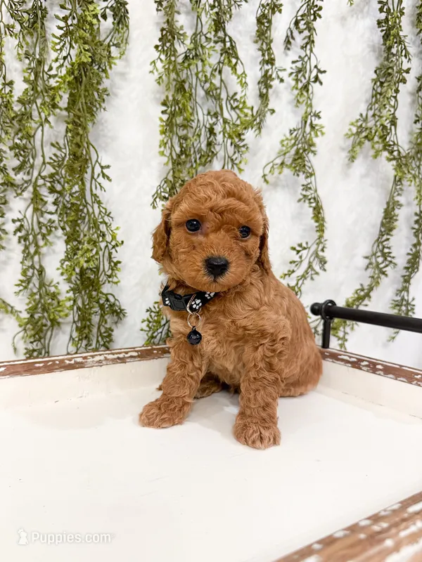 Graham – Poodle - Miniature  puppy for sale in Mobile, AL