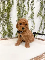 Graham, a male Poodle - Miniature  for sale in Mobile, AL – 3 of 5