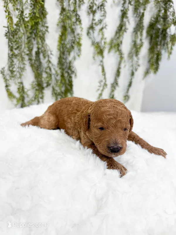 Cherry – Poodle - Miniature , Miniature Goldendoodle puppy for sale in Mobile, AL