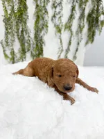 Cherry, a female Poodle - Miniature  and Miniature Goldendoodle for sale in Mobile, AL – 1 of 2