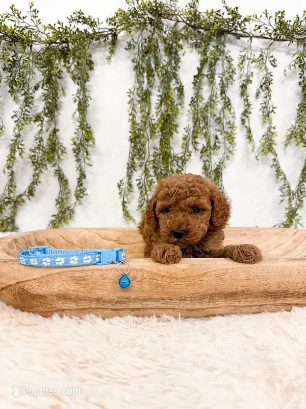 Elderberry – Poodle - Miniature , Miniature Goldendoodle puppy on hold in Mobile, AL