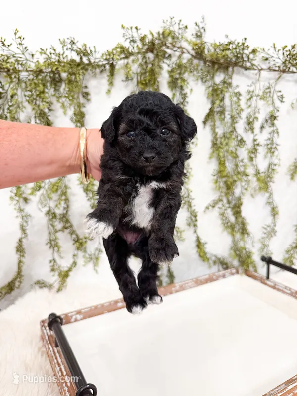Pepper – Poodle - Miniature , Miniature Goldendoodle puppy for sale in Mobile, AL